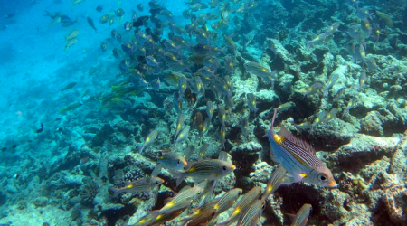 Striped large-eye bream - Pesce Imperatore dorato - Gnathodentex aureolineatus - www.intotheblue.it