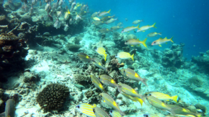 Pesce Imperatore dorato - Gnathodentex aureolineatus