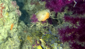 Dorid nudibranch Felimare picta