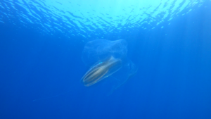 Leucothea multicornis of Mediterranean sea