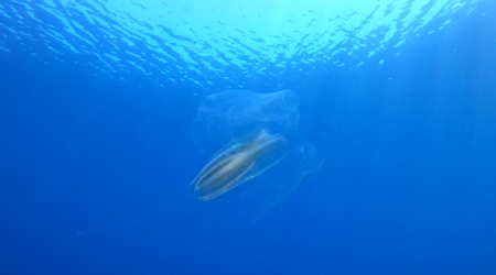 Leucothea multicornis - Ctenoforo con i veli - Leucothea multicornis of Mediterranean sea - www.intotheblue.it