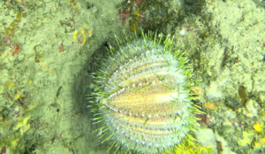 Melon sea Urchin