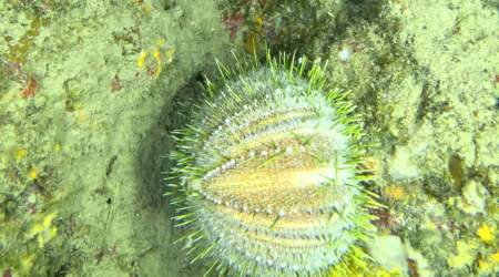 Melon sea urchin - Riccio Melone - Echinus melo - www.intotheblue.it