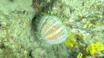 Melon sea Urchin - Echinus melo