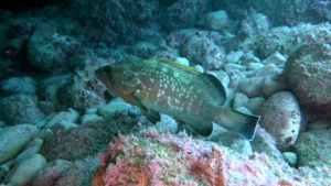 Dusky grouper