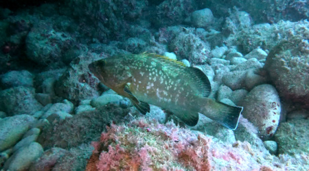 Epinephelus marginatus Cernia mediterranea Dusky Grouper intotheblue.it