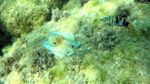 Common octopus