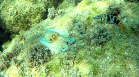 Common octopus Octopus vulgaris Polpo comune intotheblue.it