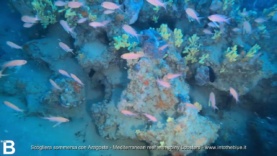 Mediterranean reef with spiny Lobsters