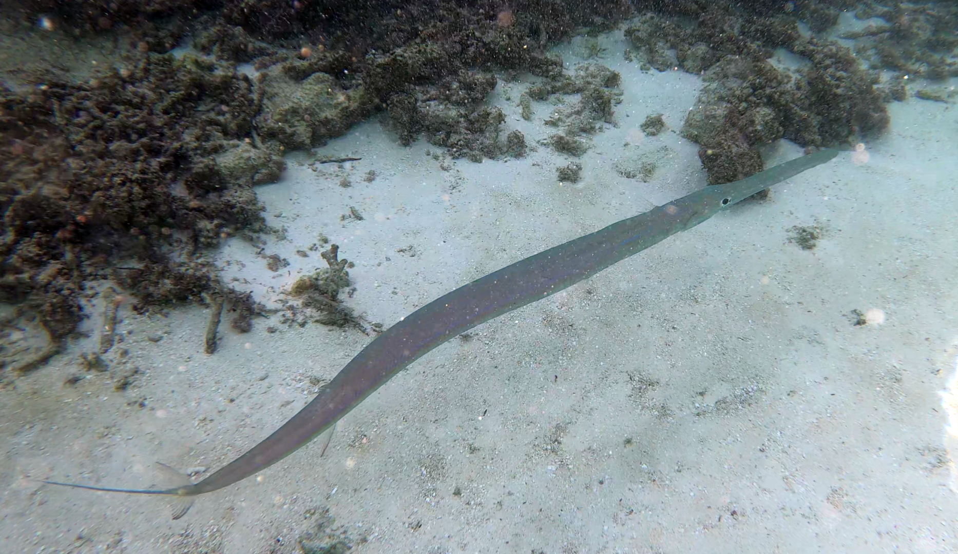 Bluespotted cornetfish - Pesce flauto - Fistularia commersonii - www.intotheblue.it