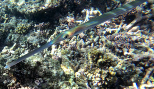 Bluespotted cornetfish Fistularia commersonii