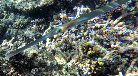 Bluespotted cornetfish - Pesce flauto - Fistularia commersonii - www.intotheblue.it