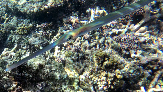 Bluespotted cornetfish – Pesce flauto – Fistularia commersonii – www.intotheblue.it-2023-12-13-18h23m30s301