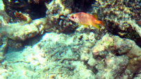 Sabre squirrelfish - Sargocentron spiniferum