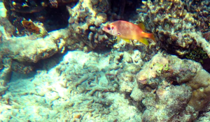 Sabre squirrelfish