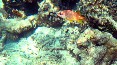 Sabre squirrelfish - Pesce Scoiattolo spinoso - Sargocentron spiniferum - www.intotheblue.it