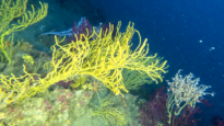 Yellow gorgonian or Yellow sea whip - Eunicella Cavolinii