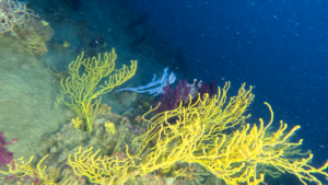 Yellow Gorgonian Eunicella cavolinii