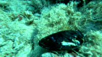 Mediterranean Mussel - Mytilus galloprovincialis