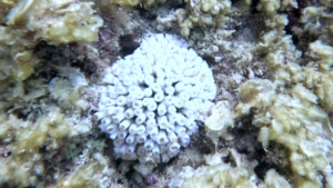 Cushion coral - Cladocora caespitosa