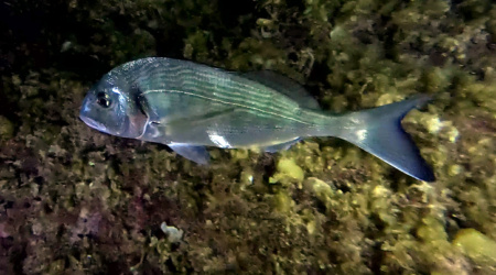 Night Encounters - Gilt-head bream - Incontri notturni - Orata - Sparus aurata - intotheblue.it