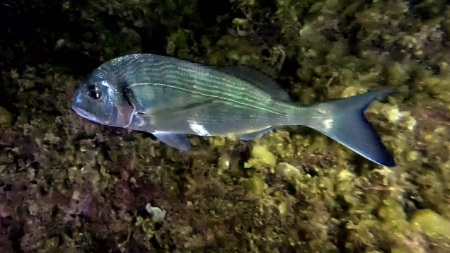 Night Encounters Gilt-head Bream – Incontri notturni Orata – Sparus aurata – www.intotheblue.it_s471