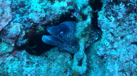 Moray eel Muraena helena Murena mediterranea www.intotheblue.it