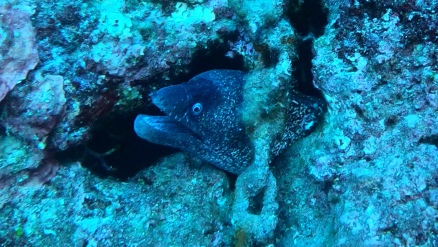 T_Moray eel Murena helena Murena mediterranea-2024-10-27-14h13m59s062