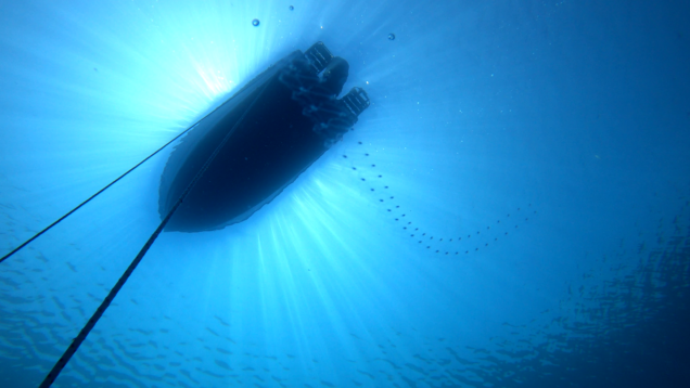 Salp – Taliaceo salpa – www.intotheblue.it-2024-06-24-15h06m30s451