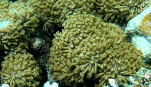 Flowerpot coral