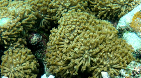 Flowerpot coral - Corallo margherita - Corallo a vaso di fiori - Goniopora lobata - www.itotheblue.it - www.intotheblue.link