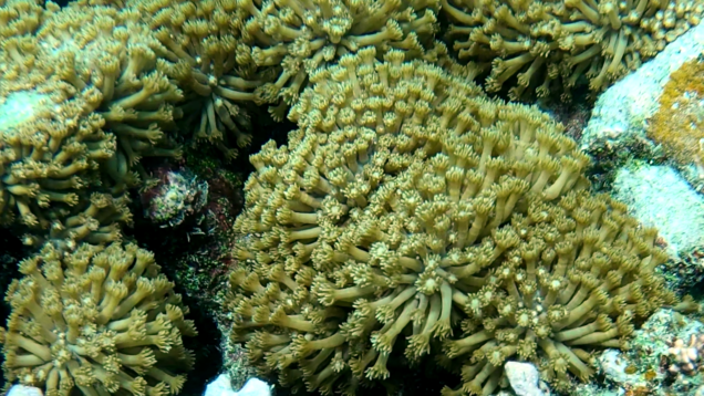 Flowerpot coral – Corallo margherita – Corallo a vaso di fiori – Goniopora lobata – www.itotheblue.it – www.intotheblue.link-2023-12-05-10h59m52s380