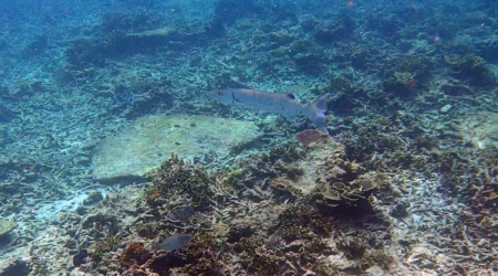 Great Barracuda - Grande Barracuda - Sphyraena barracuda - www.intotheblue.it - www.intotheblue.link