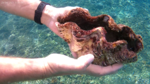 Small Giant Clam dead