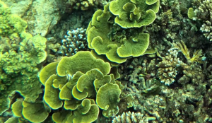 Yellow scroll Coral