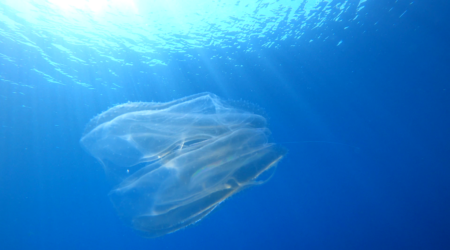 Comb jelly - Ctenoforo di vetro - Bolinopsis vitrea - www.intotheblue.it