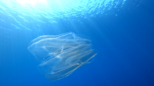 Comb jelly – Ctenoforo di vetro – Bolinopsis vitrea – www.intotheblue.it-2024-06-24-14h05m30s615