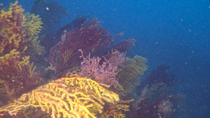 Barriera corallina del Mediterraneo