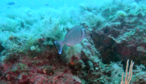 Tanuta Spondyliosoma cantharus