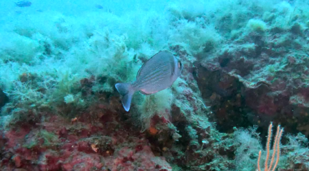 Black Seabream - Tanuta o Cantaro - Spondyliosoma cantharus - www.intotheblue.it - www.intotheblue.link