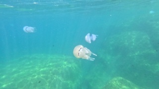 Barrel jellyfish invasion Rhizostoma pulmo Invasione di Polmone di mare www.intotheblue.it-27-16h43m59s467