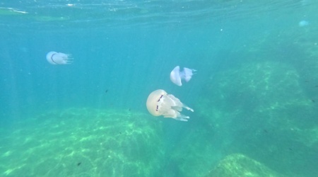 Barrel jellyfish invasion Rhizostoma pulmo Invasione di Polmone di mare www.intotheblue.it