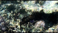 Specklefin grouper from Maldives - Epinephelus ongus