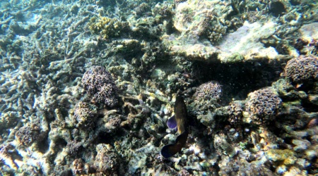 Specklefin grouper from Maldives - Cernia maculata delle Maldive - Epinephelus ongus - www.intotheblue.it