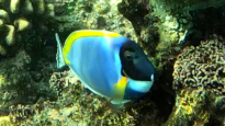 Pesce chirurgo dalla gola bianca - Acanthurus leucosternon