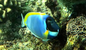 Pesce chirurgo dalla gola bianca - Acanthurus leucosternon