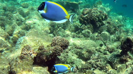 Powder-blue surgeonfish - Pesce chirurgo dalla gola bianca - Acanthurus leucosternon - www.intotheblue.it