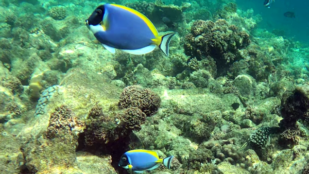 Powder-blue surgeonfish – Pesce chirurgo dalla gola bianca – Acanthurus leucosternon – www.intotheblue.it-2023-11-28-18h02m53s198