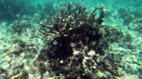 Acropora robusta