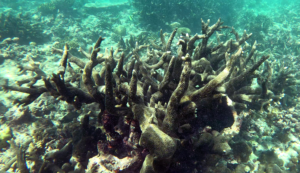 Acropora robusta coral